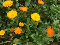 雏菊-松山湖梦幻百花洲