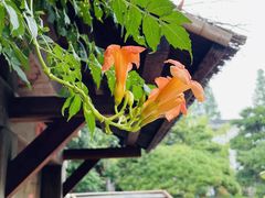 -龙华寺