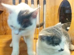 -叮叮猫咪生活馆