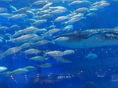 -成都浩海立方海洋公园
