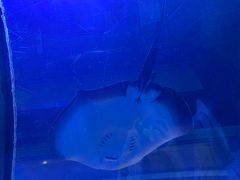 -乐从天佑城海洋馆