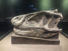 -自贡恐龙博物馆