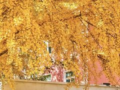 -三里屯东五街银杏大道