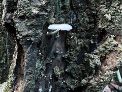 -广州白江湖森林公园