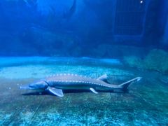 -烟台海昌鲸鲨海洋公园