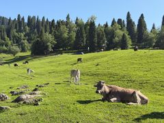 -新疆那拉提国家旅游度假区