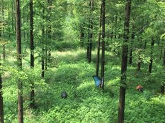 -黄海国家森林公园