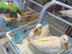 -怪兽屋·羊驼·猫咖·狗咖(俊华广场店)