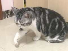 -美联众合动物医院·24h转诊中心