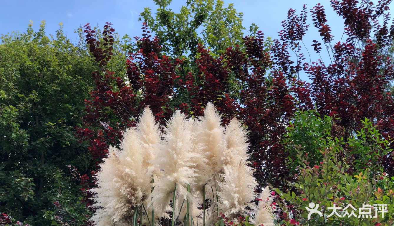 整个城市到处弥漫着或浓或淡的桂花香气