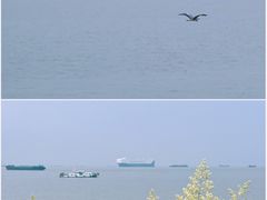 -上海滨江森林公园