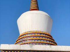 -塔尔寺菩提树