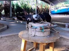 -西霞口神雕山野生动物世界