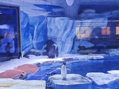 -上海海昌海洋公园
