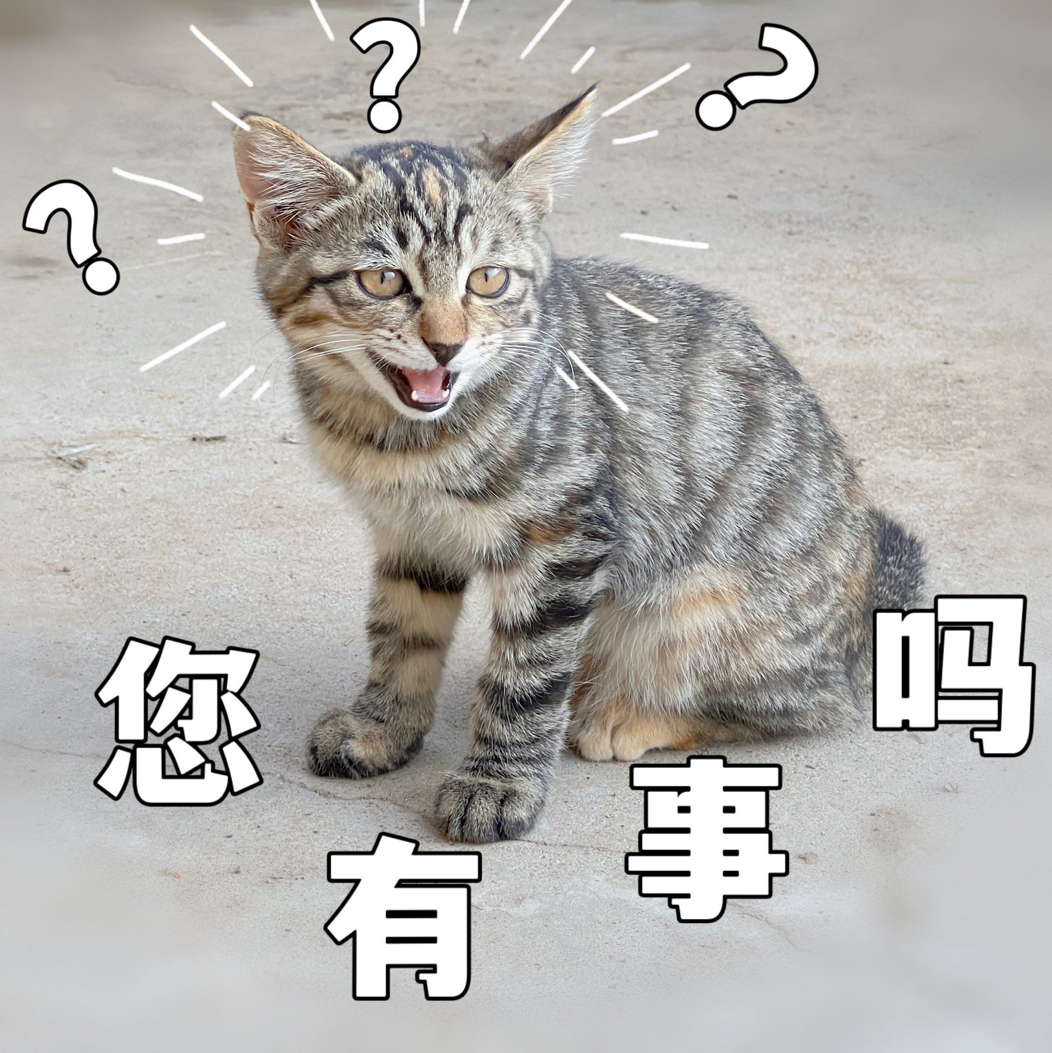 萌宠表情包 #萌宠每日一晒 #揪一只动物代表我的精神状态#0元玩转这