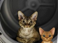 -山宅一喵德文卷毛猫舍