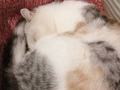 -猫色咖啡·猫咖