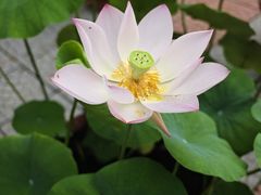 -莲花池公园
