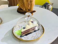 -猫房·猫吧·猫咖(龙湖时代汇店)