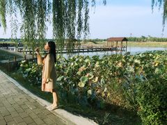 -白洋淀景区