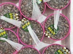 -西郊国际农产品交易中心