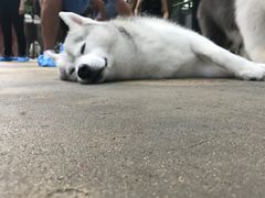 -TrueLove @ Neverland (Husky Cafe)