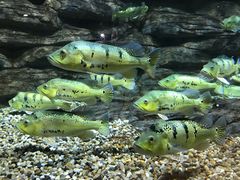 -绍兴梦享海洋公园