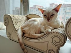 -Cappucimeow猫咪咖啡馆(韦伯时代店)