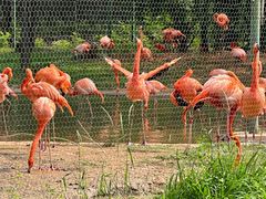 -石家庄市动物园