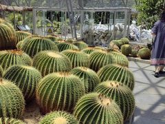 -深圳仙湖植物园