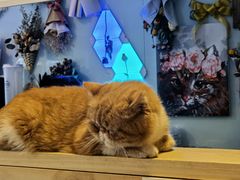-平行世界·猫咖(首经贸店)