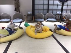 -逗柴咖啡屋·狗咖猫咖宠物桌游
