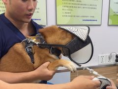 -爱侣宠医·鹦鹉专科·小型哺乳类·异宠专科(灵石路店)