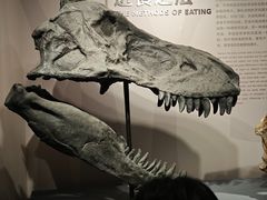 -自贡恐龙博物馆