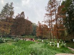 -重庆彩云湖湿地公园