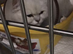-康成宠物医院24H·CT·核磁共振