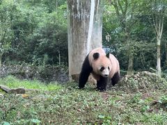-都江堰中华大熊猫苑
