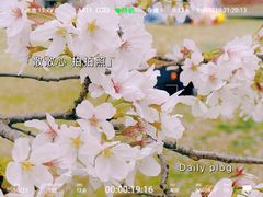 -顾村公园