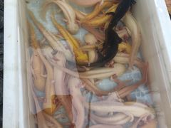 -合肥市裕丰花鸟虫鱼市场