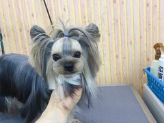 -爱宠屋pet shop·宠物洗澡·宠物美容