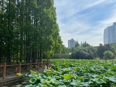 -黄兴公园