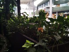 -MR鹅外