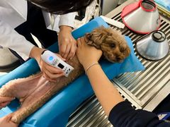 -喜多萌中农锦绣动物医院24H·猫科·牙科MRI·CT