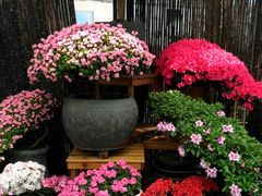 -上海鲜花港