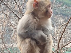 -白帝城·瞿塘峡景区