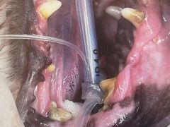 -瑞派康怡24h宠物医院·犬猫医疗中心·微创绝育(瑞景分院)