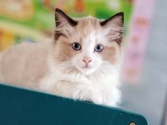 -宠颐生宠物医院·异宠猫科内科·诊疗中心宠巢店