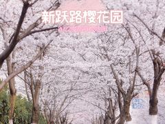 -高东镇樱花园