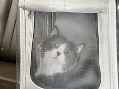 -猫宠乐园·专业洗护