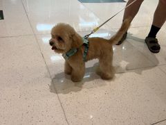 -帕帕拉兹宠物(亚洲旗舰店)